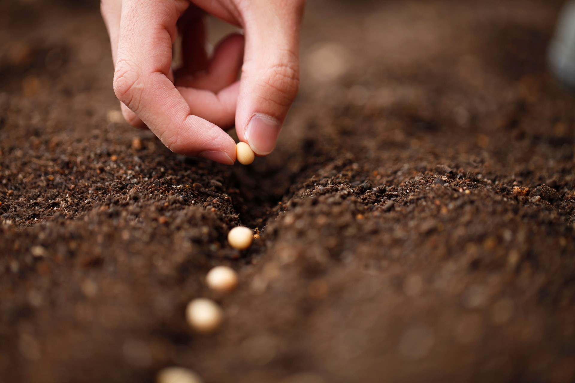 Planting
